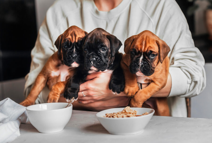 Alimentos para perros