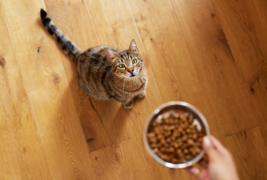 croquetas para gatos