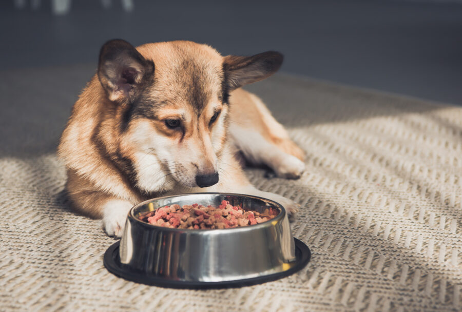 Marcas de comida para perros