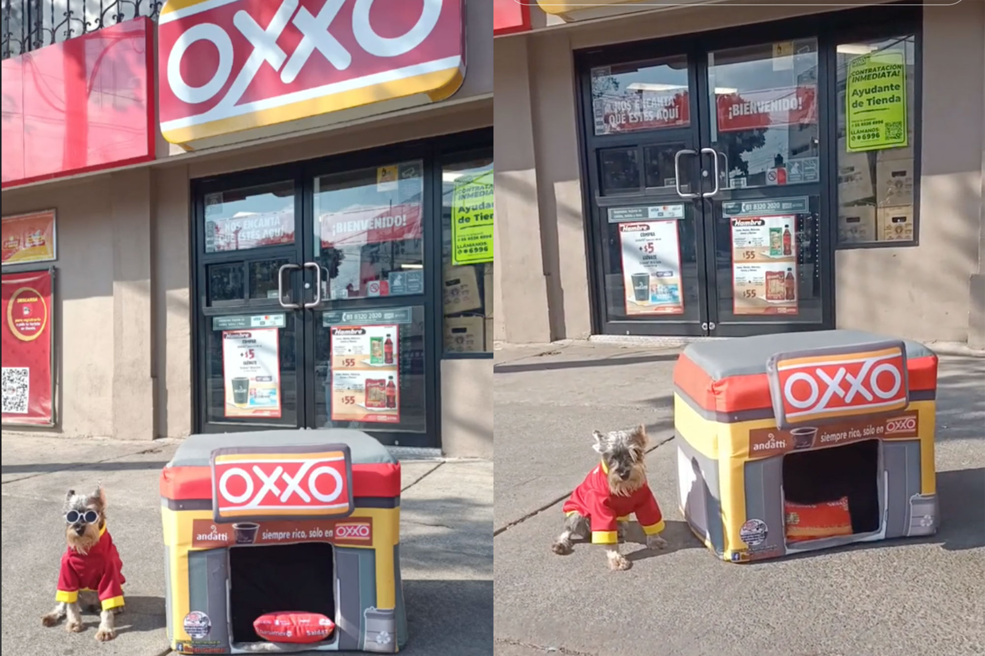 Emprendedores crean 'Oxxitos' para mascotas y se vuelven virales por su creatividad e ingenio