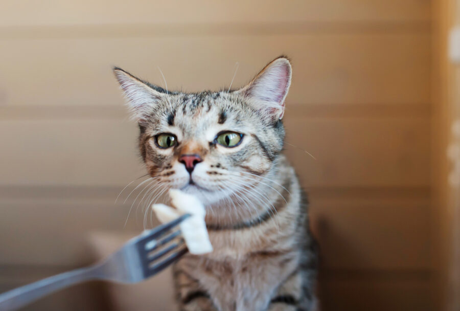 Alimento para gato