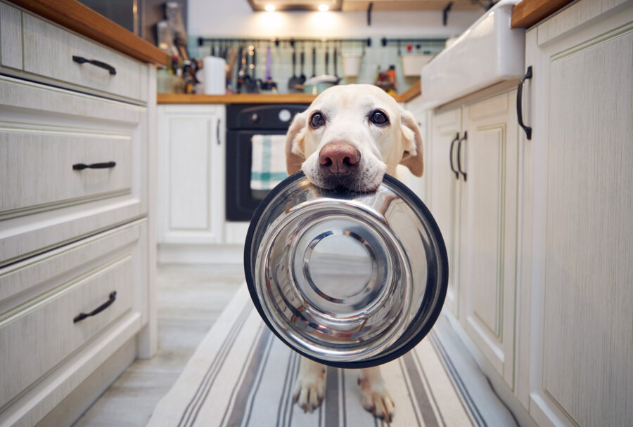 Alimentos para perro